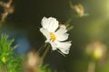 Cosmos Bipinnatus or Cosmea flower under sunlight flare with a blurry evening bokeh light on dark background Royalty Free Stock Photo