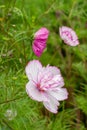 Cosmos bipinnatus decorative garden flower vertical. Fringed kosmey varietal fluffy