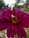 Cosmos bipinnatus Double Click Mixed 12 Royalty Free Stock Photo