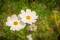 Cosmos Bipinnatus Dwarf White with blurred green background Royalty Free Stock Photo