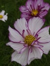 Cosmos bipinnatus Fizzy Rose Picotee 03 Royalty Free Stock Photo