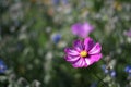 Cosmos bipinnatus flower with a blurred background