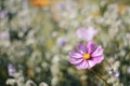 Cosmos bipinnatus flower with a blurred background