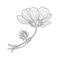 Cosmos bipinnatus flower contour isolated vector, stock image, for design and decor