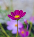 Cosmos bipinnatus flower