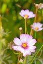 Cosmos bipinnatus flower Royalty Free Stock Photo