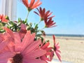 Cosmos bipinnatus flower at the seaside Royalty Free Stock Photo