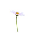 Cosmos bipinnatus flower with yellow pollen and green stem isolated on white background , clipping path Royalty Free Stock Photo