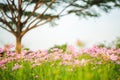 Cosmos bipinnatus flowers blooming in the garden with tree. Royalty Free Stock Photo