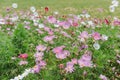 Cosmos bipinnatus flowers blooming in summer Royalty Free Stock Photo