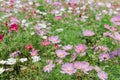 Cosmos bipinnatus flowers blooming in summer Royalty Free Stock Photo