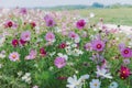 Cosmos bipinnatus flowers blooming in summer Royalty Free Stock Photo