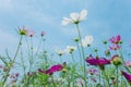 Cosmos bipinnatus flowers blooming in summer