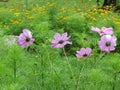 Cosmos bipinnatus flowers commonly called the garden cosmos or Mexican aster in the garden Royalty Free Stock Photo