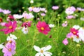 Cosmos bipinnatus flowers in the garden