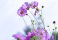 Cosmos bipinnatus flowers shine in the flower garden Royalty Free Stock Photo