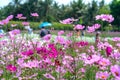 Cosmos bipinnatus flowers shine in the flower garden Royalty Free Stock Photo