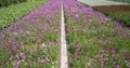 Cosmos bipinnatus flowers shine in the flower garden Royalty Free Stock Photo