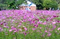 Cosmos bipinnatus flowers shine in the flower garden Royalty Free Stock Photo