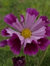 Cosmos bipinnatus Pied Piper 02 Royalty Free Stock Photo