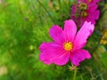 Cosmea flower pink bloom in garden fall season nature details