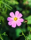 Cosmos bipinnatus pink flower, commonly called the garden cosmos Royalty Free Stock Photo