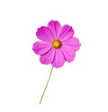 Cosmos bipinnatus pink flower mexican asterwith yellow pollen and green stem isolated on background , clipping path Royalty Free Stock Photo