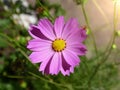 cosmos bipinnatus pink flower top view Royalty Free Stock Photo