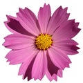 cosmos bipinnatus pink flower top view izolated