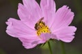 Cosmos bipinnatus with pink flowers and an insect