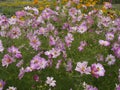 Cosmos bipinnatus Rosetta 05 Royalty Free Stock Photo