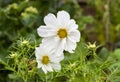 Close up of two white flowers of Cosmos bipinnatus `Sea Shells` mixed in an English cottage garden. Royalty Free Stock Photo