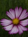 Cosmos bipinnatus Sensation Candystripe 01 Royalty Free Stock Photo