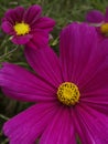 Cosmos bipinnatus Sonata Carmine 07 Royalty Free Stock Photo