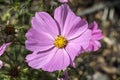 Cosmos bipinnatus `Sonata Pink` Royalty Free Stock Photo