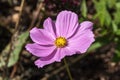 Cosmos bipinnatus `Sonata Pink` Royalty Free Stock Photo