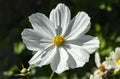 Cosmos bipinnatus `Sonata White` Royalty Free Stock Photo