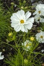 Cosmos bipinnatus `Sonata White`