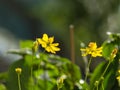 Glowing yellow beautiful Cosmos bipinnatus.