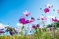 Cosmos in blue sky