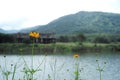 Flower Cosmos and blue sky. Yellow flowers in the valley and field in T Royalty Free Stock Photo