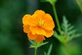 Orange Cosmos caudatus