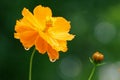 Orange flower. Orange Cosmos caudatus bokeh