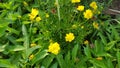 Cosmos caudatus flowers are beautiful yellow Royalty Free Stock Photo