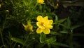 Cosmos caudatus flowers are beautiful yellow color Royalty Free Stock Photo