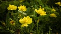 Cosmos caudatus flowers are beautiful yellow color Royalty Free Stock Photo