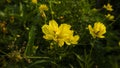 Cosmos caudatus flowers are beautiful yellow color Royalty Free Stock Photo