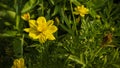 Cosmos caudatus flowers are beautiful yellow color Royalty Free Stock Photo