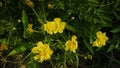 Cosmos caudatus flowers are beautiful yellow color Royalty Free Stock Photo