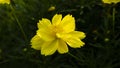 Cosmos caudatus flowers are beautiful yellow color Royalty Free Stock Photo